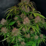 Семена конопли GORILLA PUNCH Auto от Fast Buds