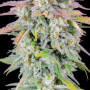 Семена конопли Original AUTO AFGHAN KUSH от Fast Buds