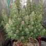 Семена конопли Original AUTO BLUEBERRY от Fast Buds