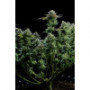 Семена конопли GG4 ™ (Gorilla Glue) от Fast Buds