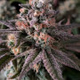 Семена конопли RAINBOW MELON ™ от Fast Buds