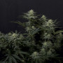 Cannabis seeds GG4 Sherbet FF from Fast Buds