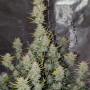 Семена конопли Wedding CHEESECAKE Auto от Fast Buds