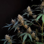 Cannabis seeds Original AUTO BUBBLEGUM from Fast Buds