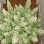 Семена конопли Original AUTO CRITICAL от Fast Buds