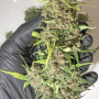 Cannabis seeds Original AUTO BUBBLEGUM from Fast Buds