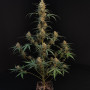 Семена конопли Original AUTO CHEMDAWG от Fast Buds