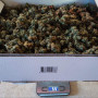Сорт семян каннабиса Green Gelato