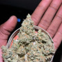 Семена конопли Original AUTO BIG BUD от Fast Buds