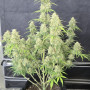 Семена конопли Z-Up Auto™ от Fast Buds