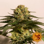 Cannabis seeds CBD CRITICAL CURE from Barney's Farm