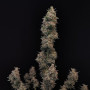 Семена конопли Original AUTO CHEMDAWG от Fast Buds