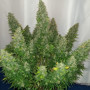 Насіння конопель Original AUTO SOUR DIESEL від Fast Buds