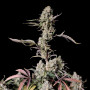 Семена конопли GORILLA Z Auto (GORILLA Zkittlez Auto) от Fast Buds