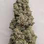 Семена конопли SOUR JEALOUSY Auto™ от Fast Buds