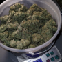 Семена конопли GORILLA MELON ™ от Fast Buds