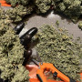 Насіння конопель Original AUTO WHITE WIDOW від Fast Buds
