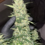 Cannabis seeds Original AUTO MOBY DICK from Fast Buds