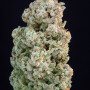 Семена конопли Original AUTO AFGHAN KUSH от Fast Buds
