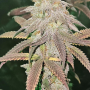 Семена конопли LEMONPAYA ™ от Fast Buds
