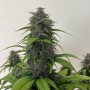 Семена конопли PURPLE HAZE Auto™ от Fast Buds