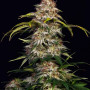 Насіння конопель Original AUTO SOUR DIESEL від Fast Buds