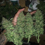 Cannabis seeds Original CRITICAL Auto from Fast Buds