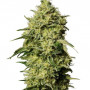 Cannabis seed variety Auto Amnesia Feminised Gold