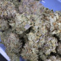 Семена конопли GUAVA Auto™ от Fast Buds