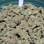 Семена конопли FROSTBANGER Auto™ от Fast Buds