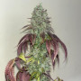 Семена конопли PAPAYA SHERBET ™ от Fast Buds