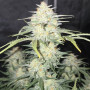 Семена конопли FROSTBANGER Auto™ от Fast Buds