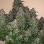 Семена конопли GORILLA PUNCH Auto от Fast Buds