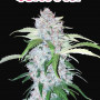 Семена конопли SIX SHOOTER Auto от Fast Buds