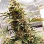 Семена конопли West Coast O.G. Auto от Fast Buds