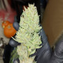 Семена конопли G14 Auto от Fast Buds
