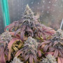 Семена конопли PAPAYA SHERBET ™ от Fast Buds