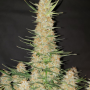 Семена конопли GORILLA Auto (GORILLA GLUE Auto) от Fast Buds
