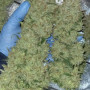 Cannabis seeds Original AUTO BUBBLEGUM from Fast Buds