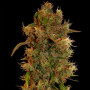 Cannabis seed variety Auto Kali Mist Feminised Gold