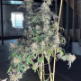 Семена конопли PAPAYA SHERBET ™ от Fast Buds