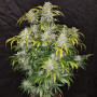 Cannabis seeds CBD Auto 1:1 (CBD CRACK) from Fast Buds
