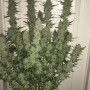 Семена конопли GREEN CRACK Auto от Fast Buds