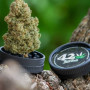 Семена конопли Original AUTO AFGHAN KUSH от Fast Buds