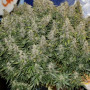 Cannabis seeds Original AUTO NORTHERN LIGHTS from Fast Buds