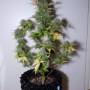 Семена конопли G14 Auto от Fast Buds