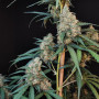Семена конопли Original AUTO CHEESE от Fast Buds