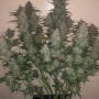 Семена конопли STRAWBERRY GORILLA Auto от Fast Buds