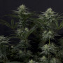Cannabis seeds GG4 Sherbet_FF from Fast Buds