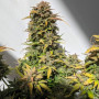 Cannabis seeds CBD Auto 20:1 from Fast Buds